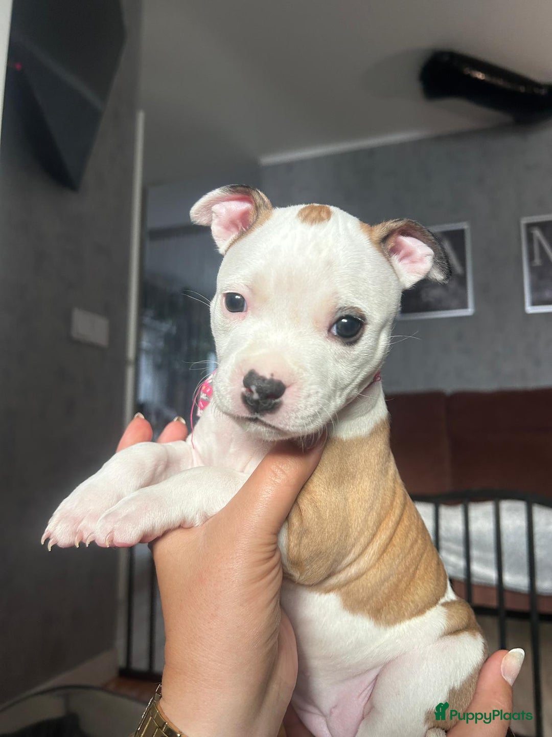 American Staffordshire Terriër honden te koop: American Staffordshire Terriers Pupps  - Advertentie 28