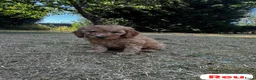 Australian Labradoodle honden te koop: Australian Labradoodles - Advertentie 6