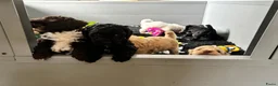 Labradoodle honden te koop: Nog 4 Mini Labradoodle pups beschikbaar.  - Advertentie 5