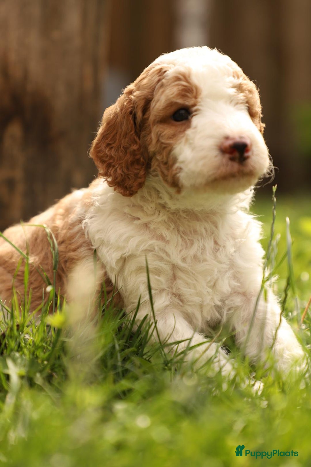 Poedel honden te koop: Raszuivere middenmaat poedelpups - Afbeelding 7