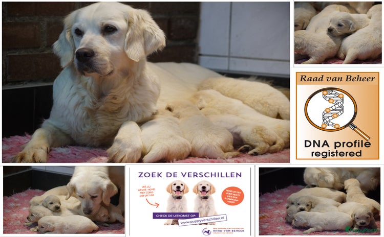 Golden Retriever honden - Advertentie 3