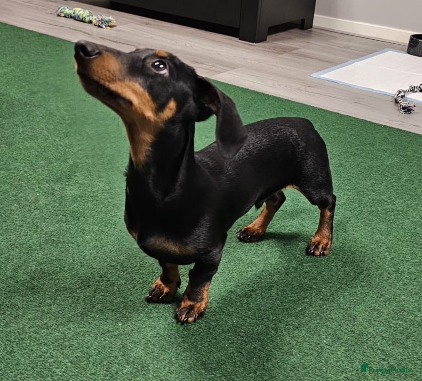 Teckel (korthaar)  honden Lieve kortharig teckel pup zoekt een nieuwe thuis - Advertentie 2