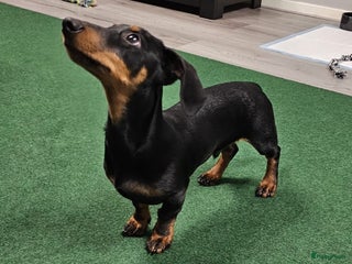 Teckel (korthaar) honden Lieve kortharig teckel pup zoekt een nieuwe thuis - Advertentie 2