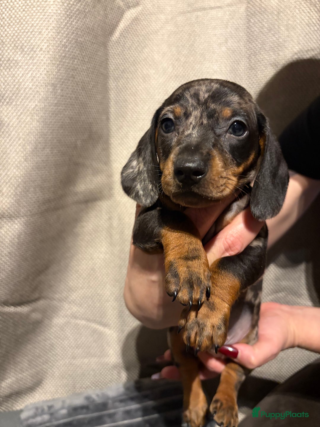 Teckel (korthaar)  honden te koop: Teckel pups opzoek naar gouden mandje. - Advertentie 9