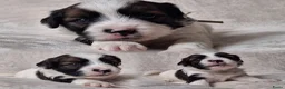 Boomer honden te koop: Boomer puppy’s in Bodegraven - Advertentie 8