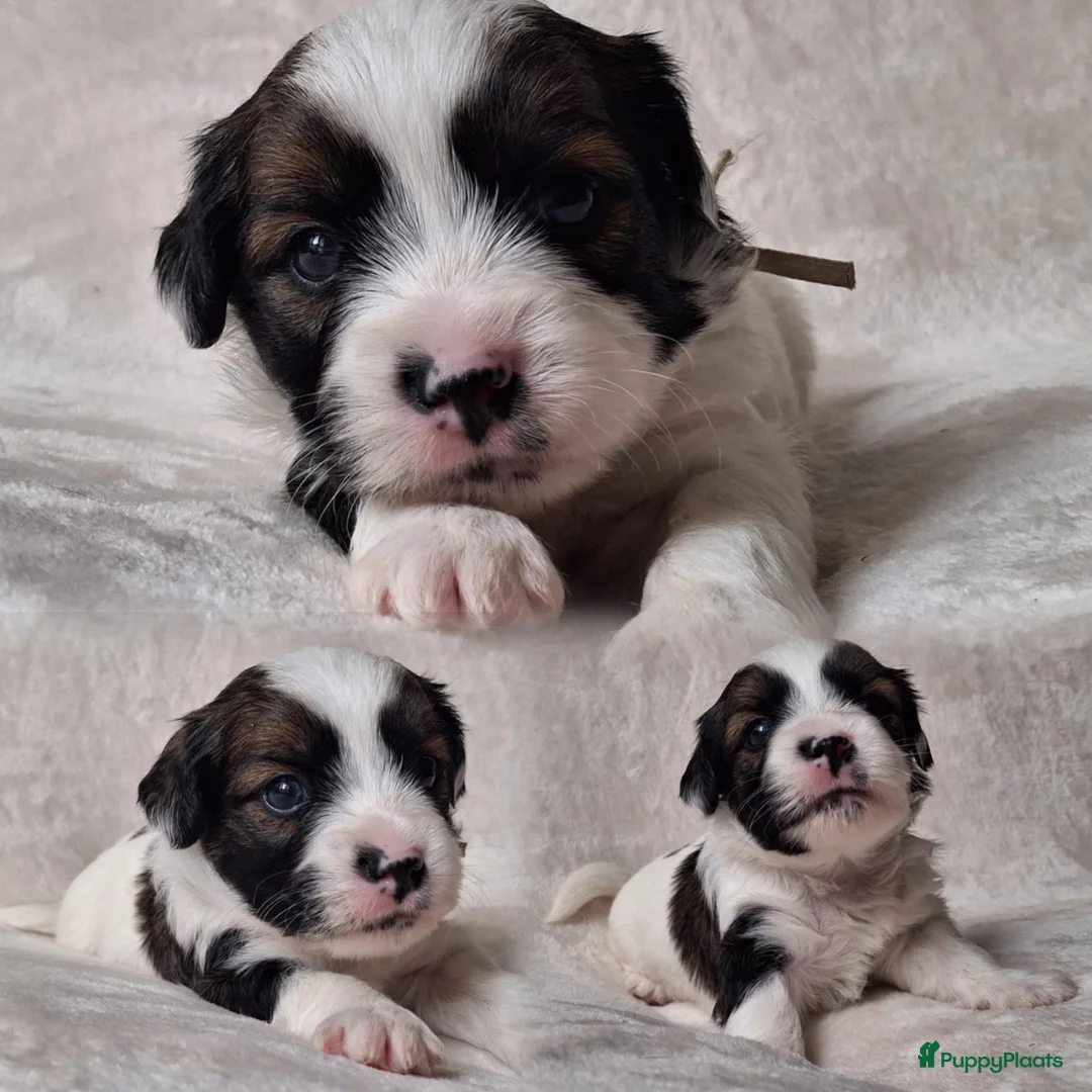 Boomer honden te koop: Boomer puppy’s in Bodegraven - Advertentie 8