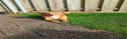 Kruising honden te koop: Teckel kruising pups  - Advertentie 10