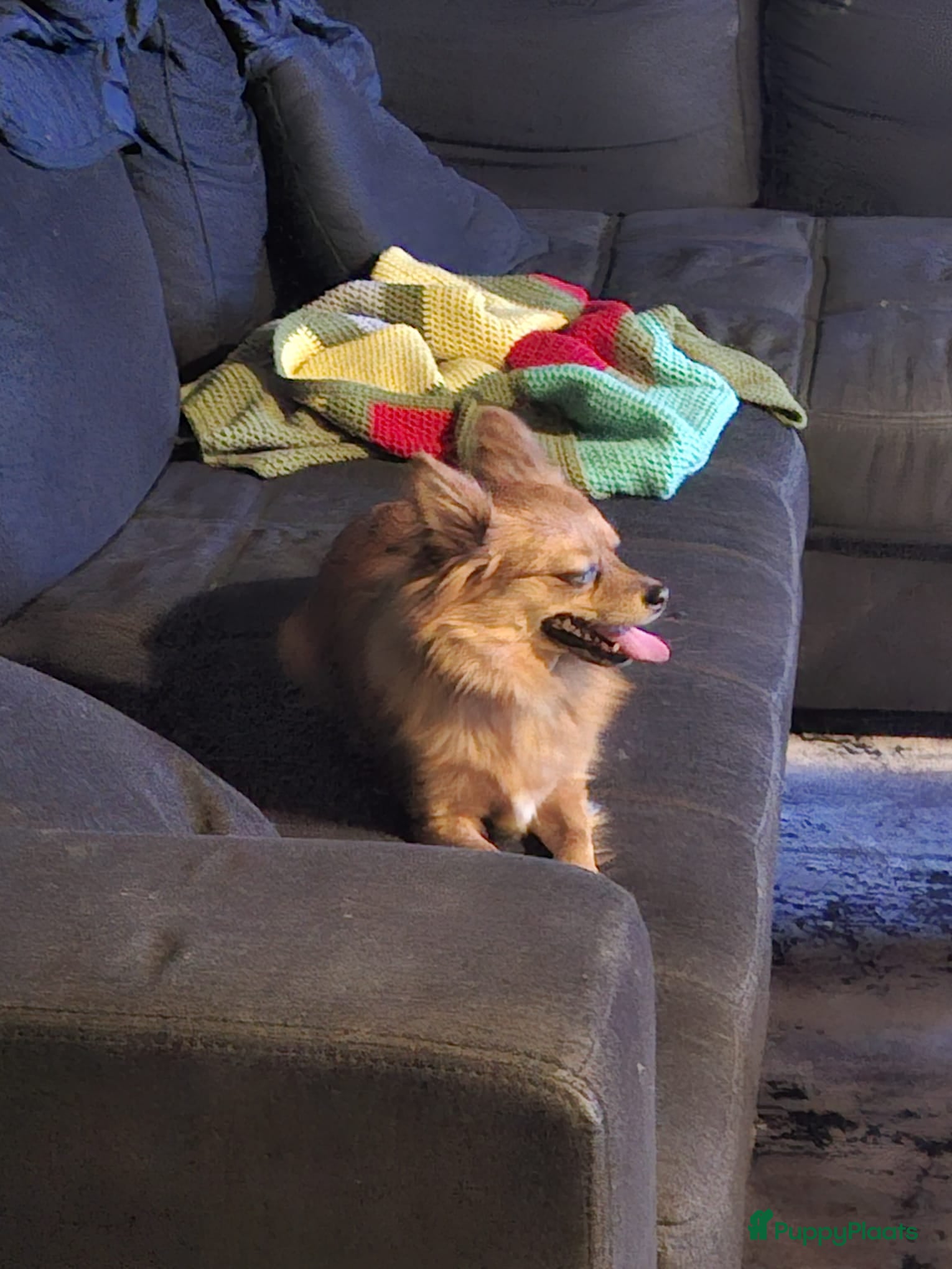 Keeshond honden Dwergkeesje teefje 1.5 jaar - Advertentie 2