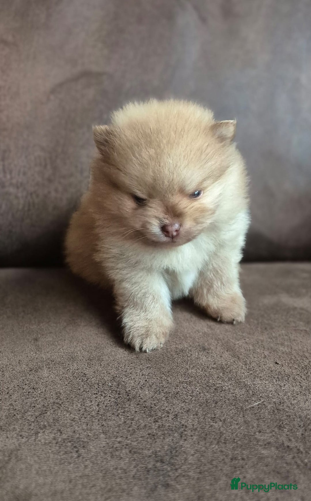 Pomchi honden te koop: Prachtige luxe pommeriaan pups - Advertentie 29