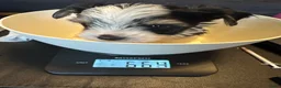 Yorkshire Terriër honden te koop: Biewer reutjes beschikbaar voor reservering - Advertentie 5