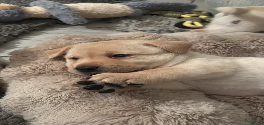 Galerij afbeelding {{count}}