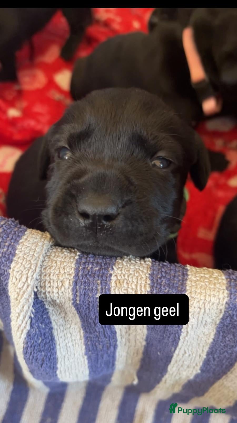 Labrador Retriever honden te koop: lieve labrador puppies te koop - Advertentie 11