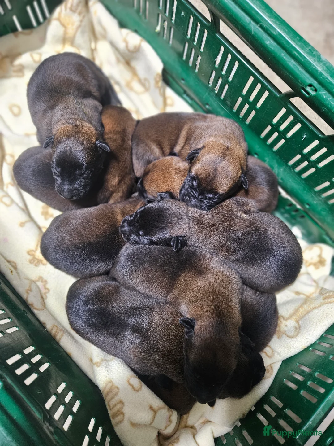 Mechelse Herder honden te koop: Mechelse Herder pups uit bewezen bloedlijnen - Advertentie 2