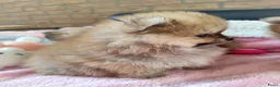 Pomeriaan honden te koop: Drie zeer schattige mini bearface pomeranian pups! - Advertentie 8