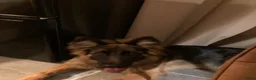 Duitse Herder honden te koop: Langharige Duitse herder puppy’s met rechter rug.  - Advertentie 14