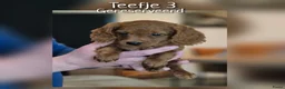 Cavapoo honden te koop: Prachtige Cavapoo pups beschikbaar  - Advertentie 3