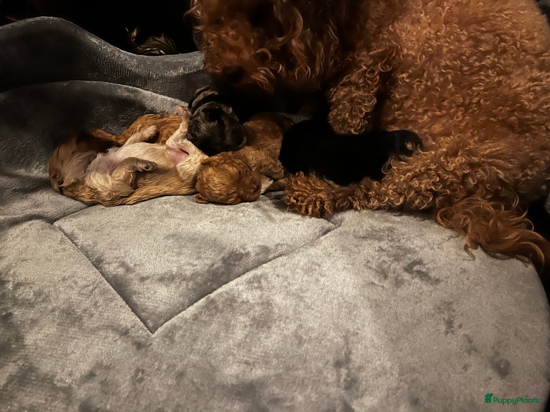 Poedel Toy honden te koop: Toy poedel teefjes - Advertentie 2