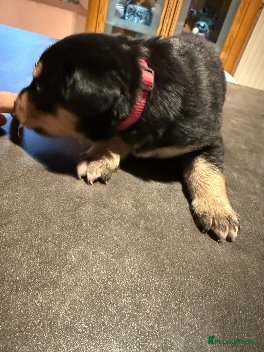 Kruising honden te koop: Super lieve bernskypuppy’s - Afbeelding 13