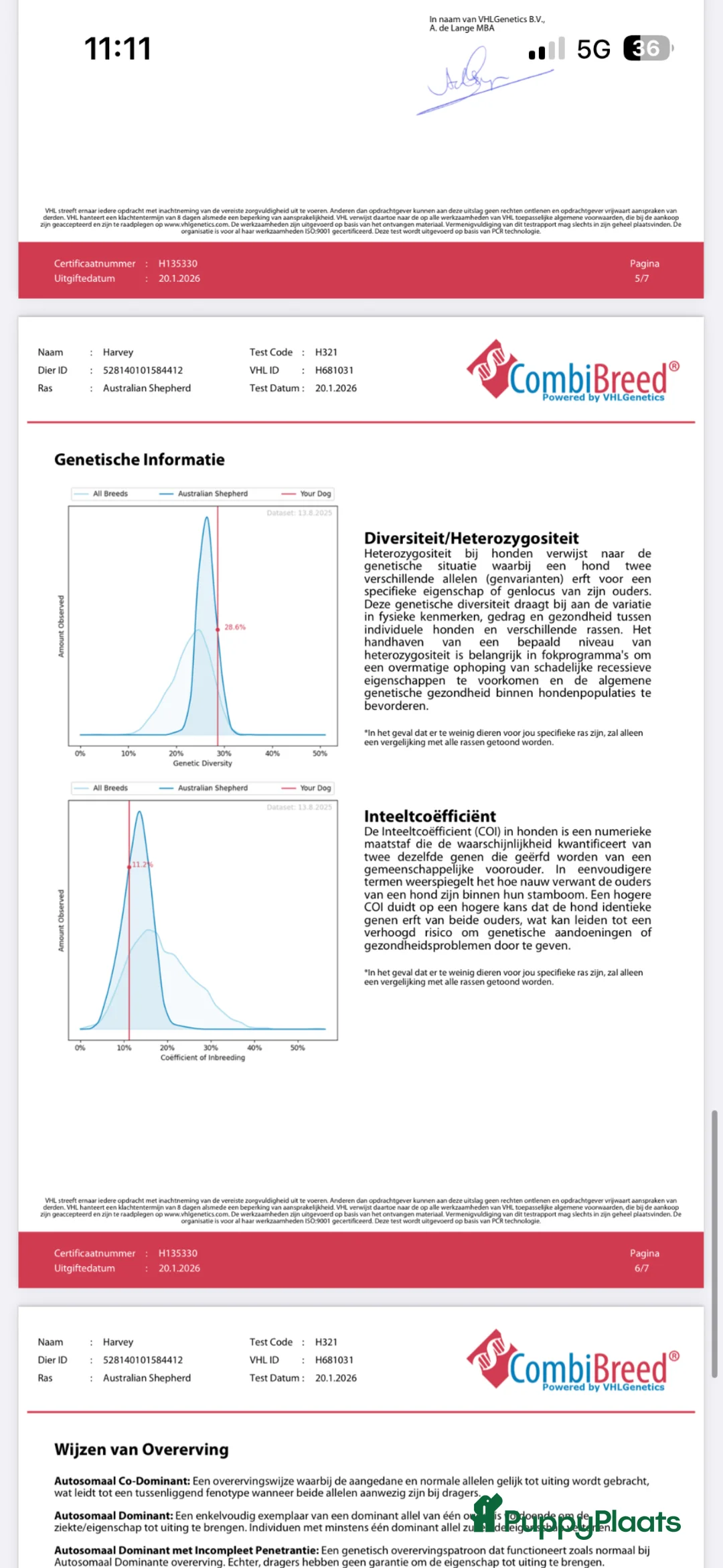 Australian Shepherd honden ter dekking: Merle Australian Shepherd Dekreu - Advertentie 15