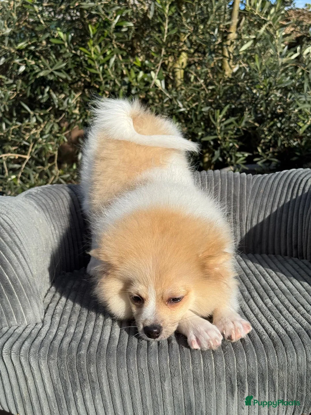 Pomeriaan honden te koop: Prachtige Pomeriaan/Duitse Spitz  - Advertentie 2