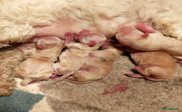 Maltipoo honden - Advertentie 8