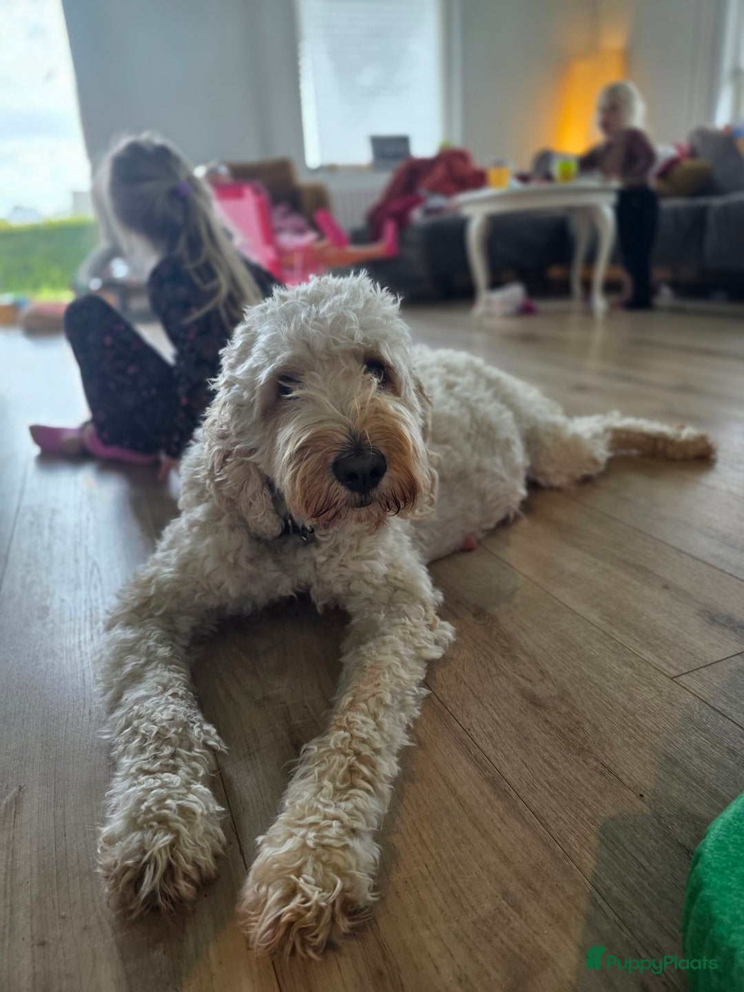 Goldendoodle honden te koop: 🐶 Goldendoodle pups medium - Advertentie 19