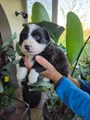 Welsh Corgi Cardigan Puppy 3