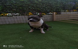 American Staffordshire Terriër honden te koop: American Staffordshire Terrier  - Afbeelding 11