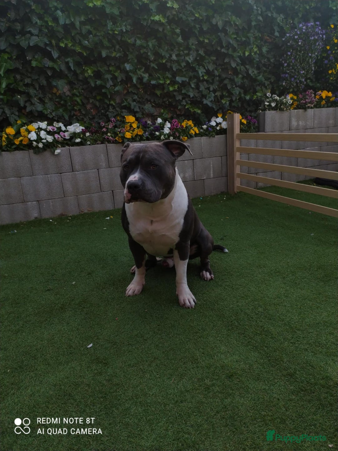 American Staffordshire Terriër honden te koop: American Staffordshire Terrier  - Afbeelding 11