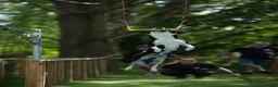 Kruising honden ter dekking: Sportieve reu zoekt passende teef in Zoetermeer - Advertentie 6