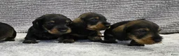Ruwhaar Teckel honden te koop: Ruwhaar Dwerg/Kaninchen teckel pups met stamboom. - Advertentie 24