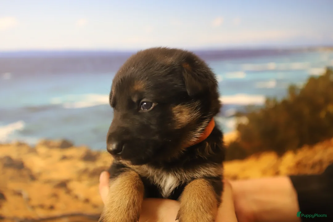 Duitse Herder honden te koop: Topkwaliteit Duitse Herder Pups - Advertentie 28