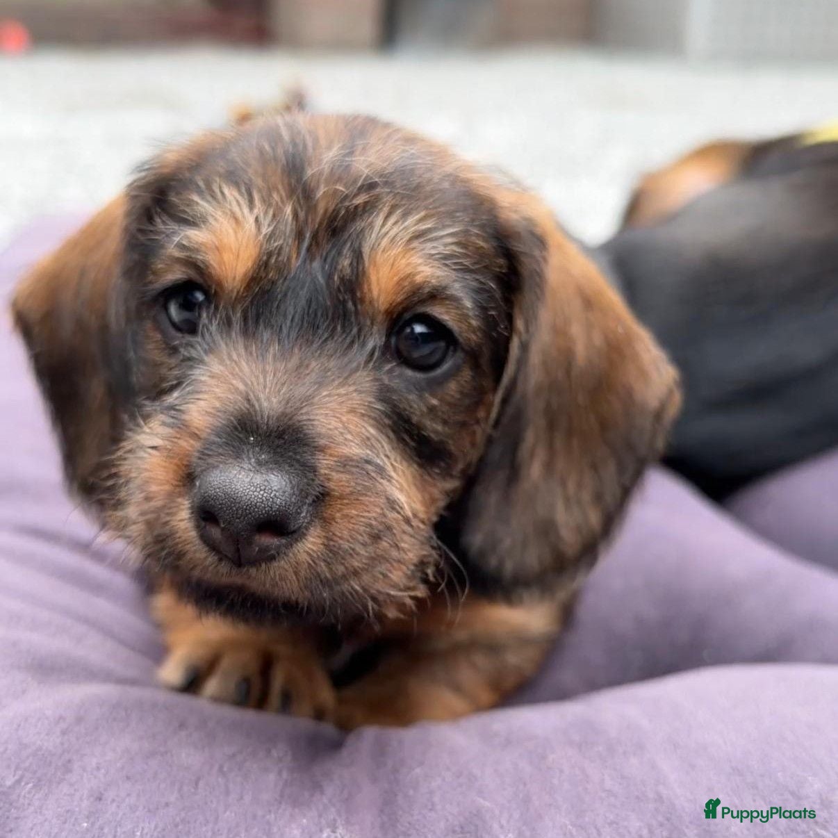 Ruwhaar Teckel honden Prachtige Ruwharige Teckel pups - Advertentie 1