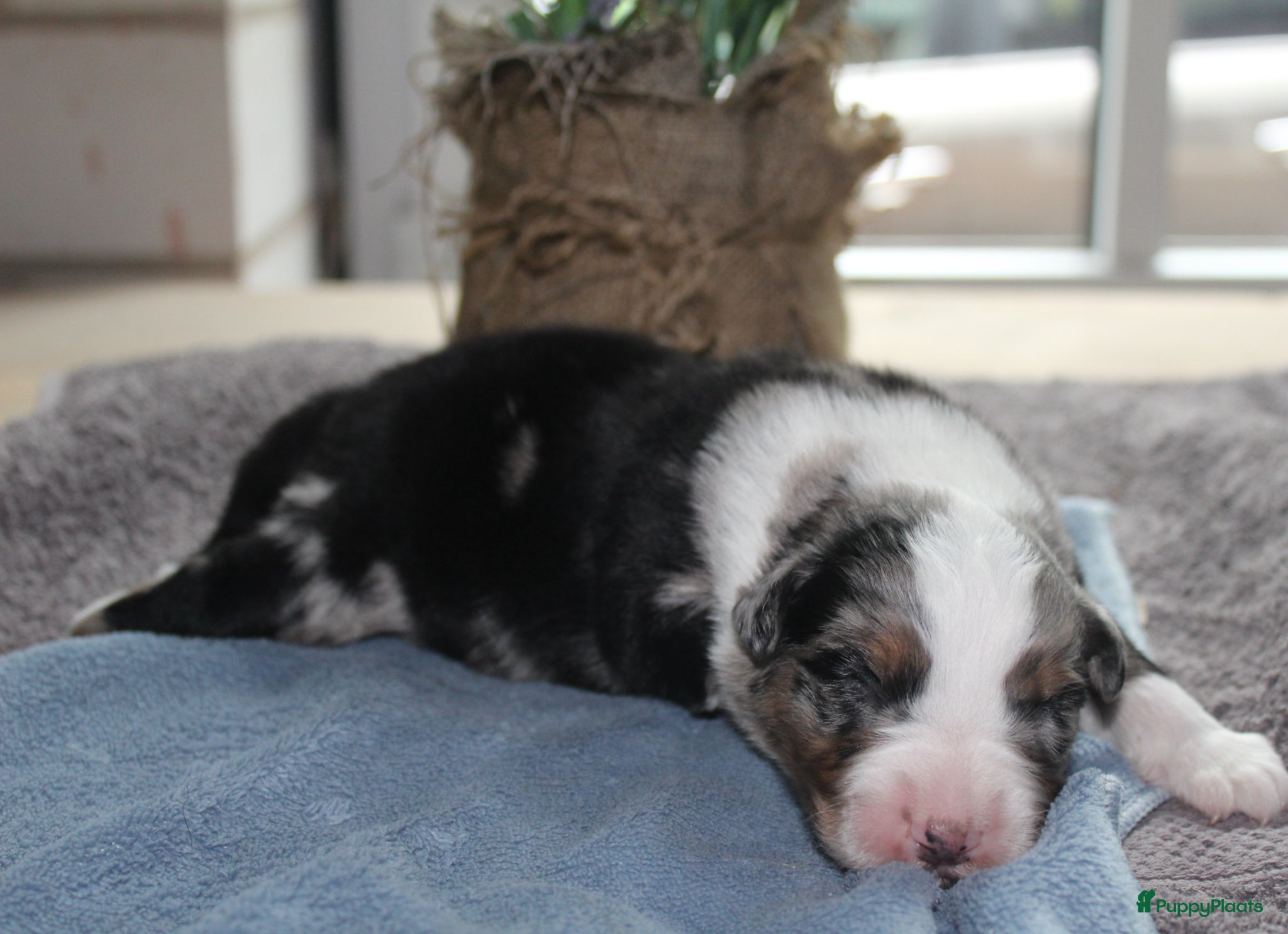 Australian Shepherd honden Super leuke Ausie pups - Advertentie 8