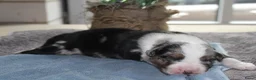 Australian Shepherd honden te koop: Super leuke Ausie pups - Advertentie 2