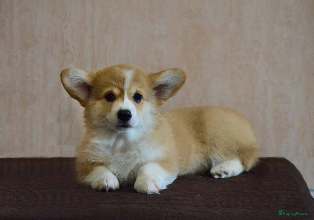 Welsh Corgi Pembroke honden Welsh Corgi Pembroke pup - Advertentie 1