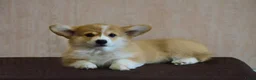 Welsh Corgi Pembroke honden te koop: Welsh Corgi Pembroke pup - Advertentie 1