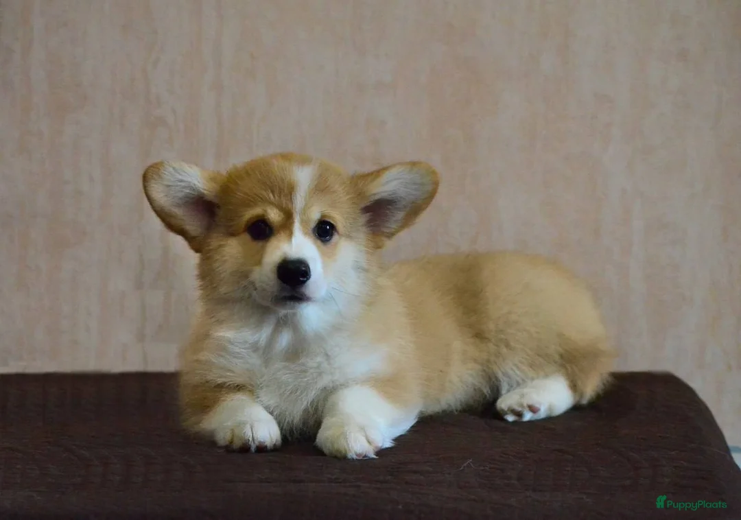 Welsh Corgi Pembroke honden te koop: Welsh Corgi Pembroke pup - Advertentie 1