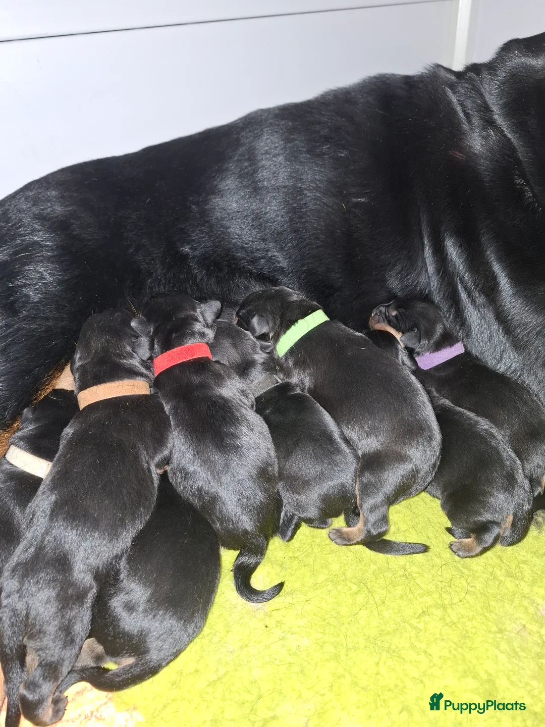 Rottweiler honden te koop: Rottweiler pups met stamboom  - Advertentie 4