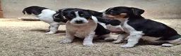 Fox Terriër Gladhaar honden te koop: boerenfox pups - Advertentie 3