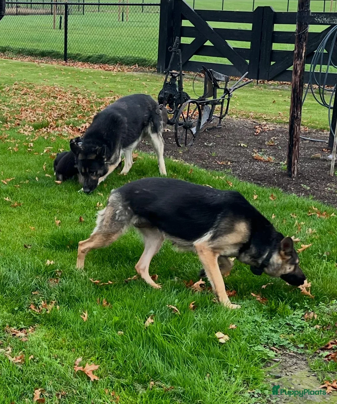 Duitse Herder honden te koop: Prachtige Duitse herder pups - Advertentie 1