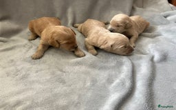 Goldendoodle honden te koop: F1 Goldendoodle pups - Afbeelding 17
