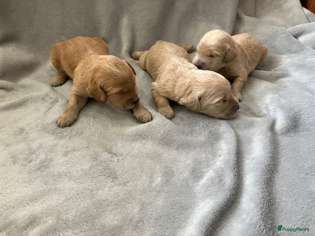 Goldendoodle honden te koop: F1 Goldendoodle pups - Afbeelding 17
