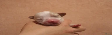 Havanezer Puppy 1