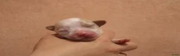 Havanezer honden te koop: Havanezer pups  - Advertentie 9