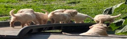 Labradoodle honden te koop: Liefdevolle plek gezocht voor Labradoodle puppy’s! in Heusden - Advertentie 2