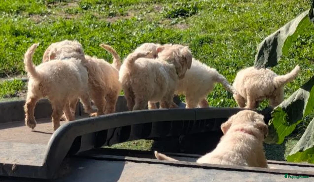 Labradoodle honden te koop: Liefdevolle plek gezocht voor Labradoodle puppy’s! in Heusden - Advertentie 2