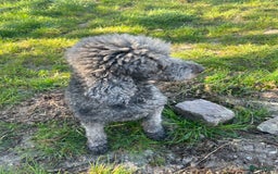 Labradoodle honden te koop: labradoodle teef te koop - Advertentie 4