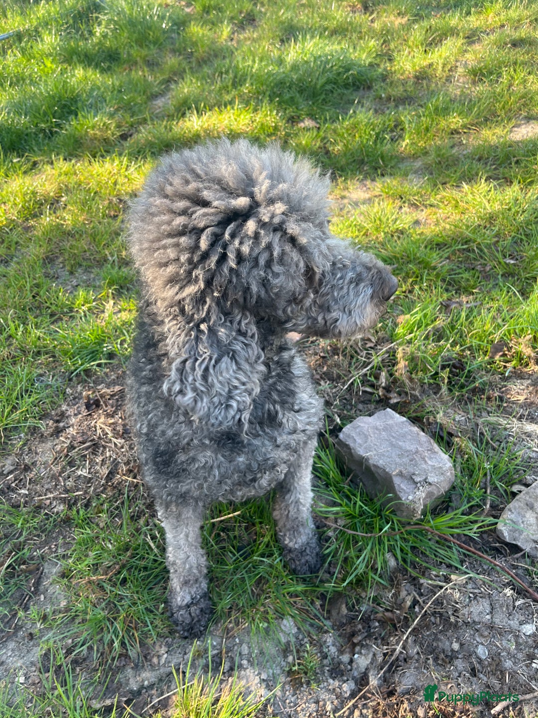 Labradoodle honden te koop: labradoodle teef te koop - Advertentie 4