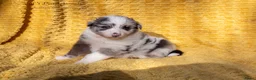 Australian Shepherd honden te koop: Raszuivere Australian shepherd pups te koop - Advertentie 9